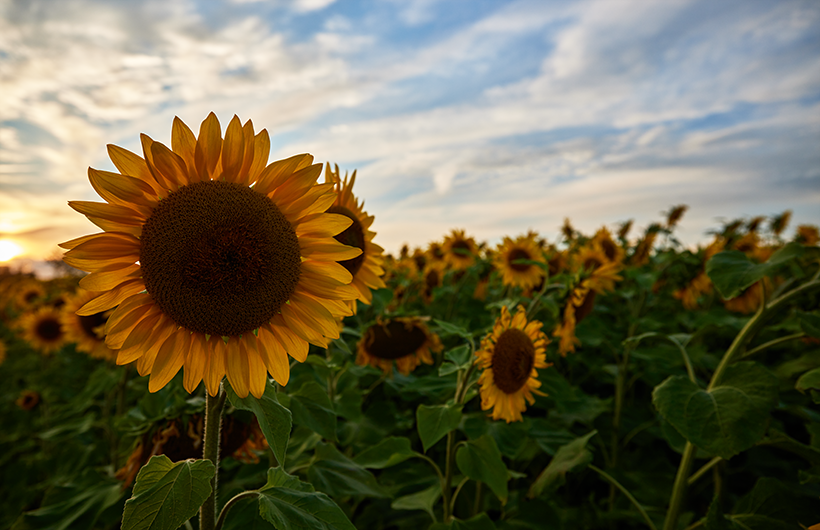 Sonnenblumenfeld im Sonnenuntergang